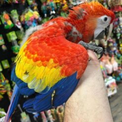 Scarlet macaw for sale