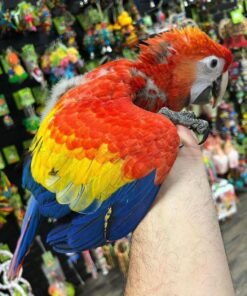 The Ultimate Guide to Buying a Scarlet Macaw