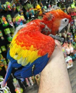 Scarlet macaw for sale