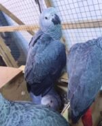 Buy healthy African Grey parrots