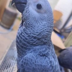 African Grey parrot for sale