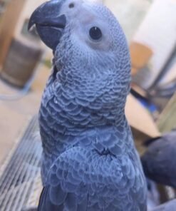 African grey parrot
