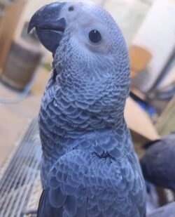 African Grey parrot for sale