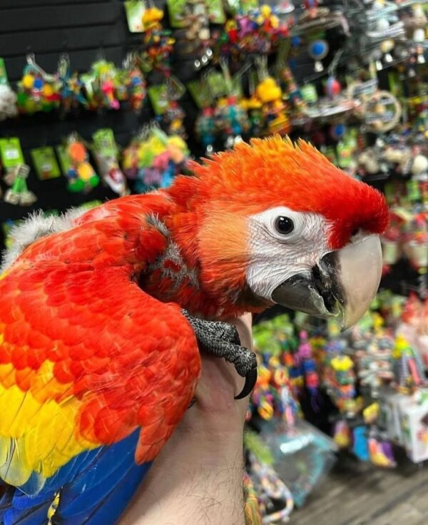 macaw for sale