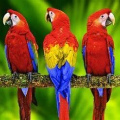 Macaw parrots for sale