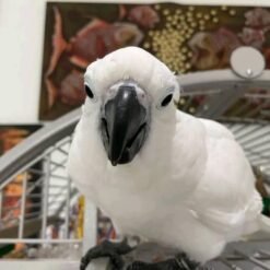 Cockatoo parrot for sale | Umbrella Cockatoo for sale