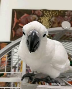 Cockatoo parrot for sale | Umbrella Cockatoo for sale