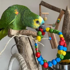 Blue-Fronted Amazon Parrot Buy