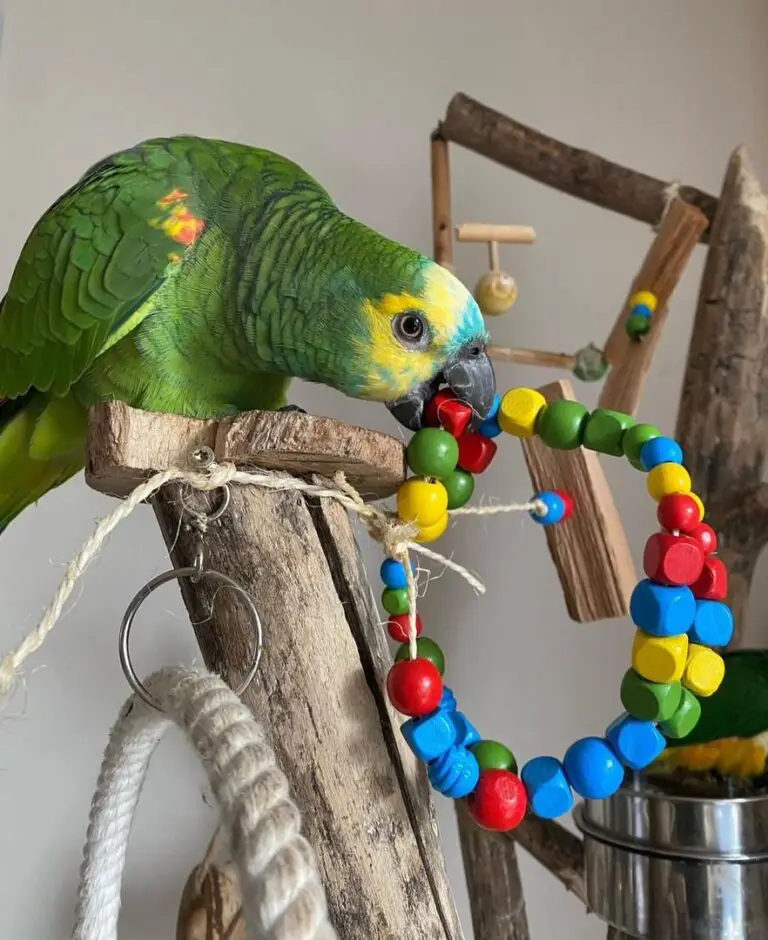 Blue-Fronted Amazon Parrot Buy