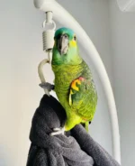 Blue-Fronted Amazon Parrot Buy