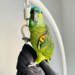Blue-Fronted Amazon Parrot Buy