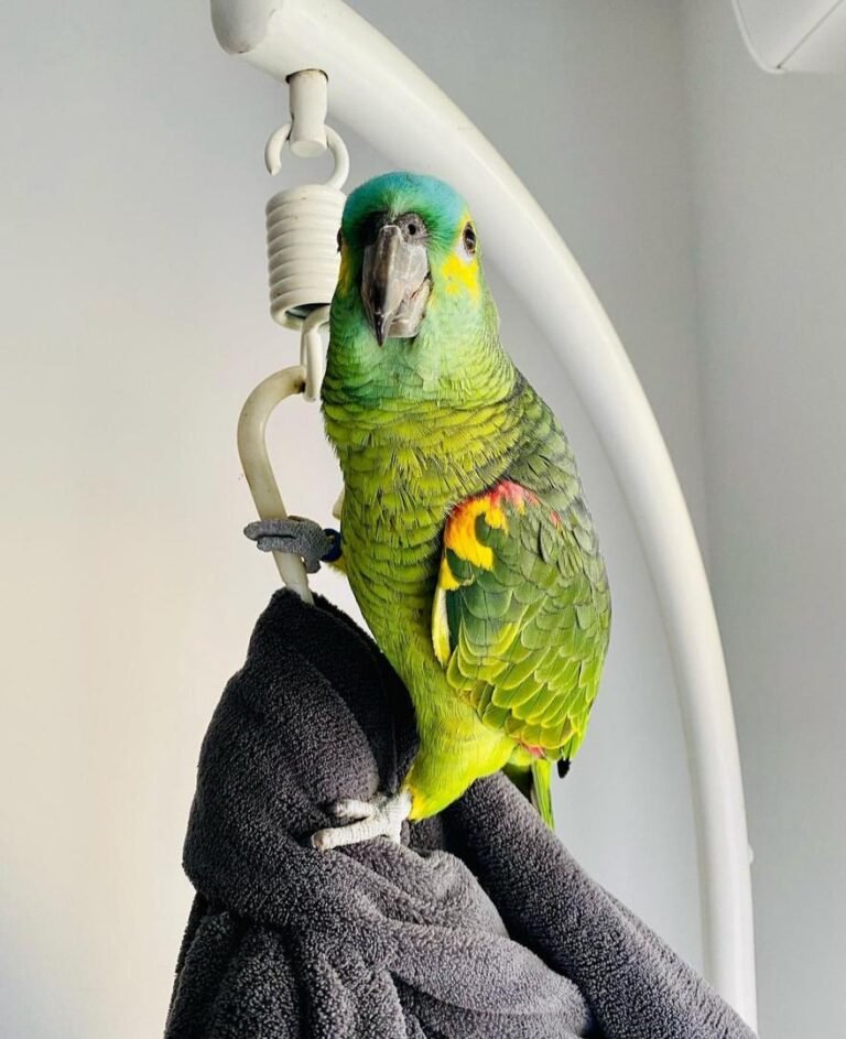 Blue-Fronted Amazon Parrot Buy
