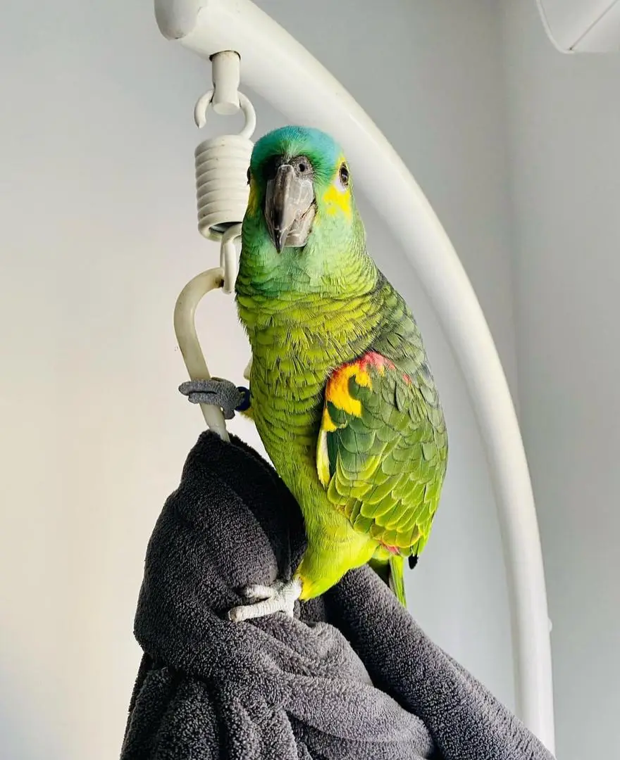 Blue-Fronted Amazon Parrot Buy