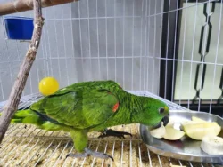 Blue-Fronted Amazon Parrot Buy