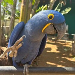 Hyacinth Macaw Lifespan