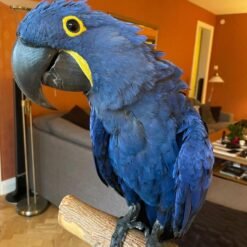 for sale Hyacinth Macaw