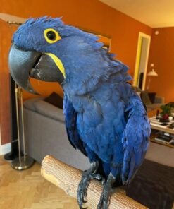 Largest Parrot Species