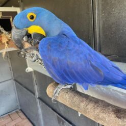 Hyacinth Macaw bird for sale