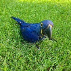 Blue Macaw for sale