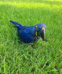 Blue Macaw for sale