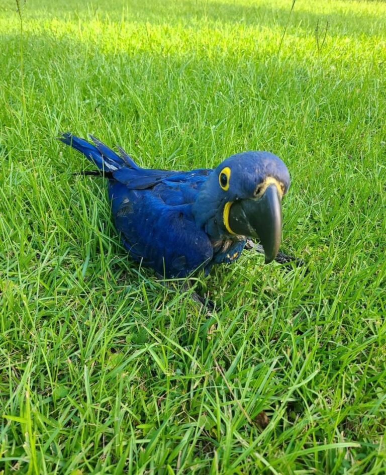 Blue Macaw for sale
