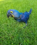 Blue Macaw Parrot