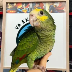 Buy Yellow Head Amazon parrot