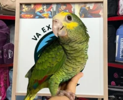 Buy Yellow Head Amazon parrot