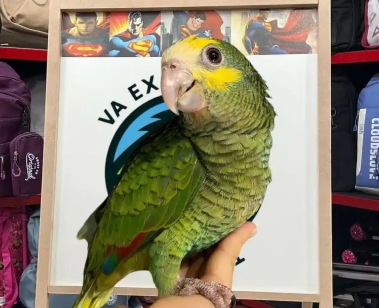 Buy Yellow Head Amazon parrot