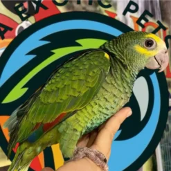 Buy Yellow Head Amazon parrot