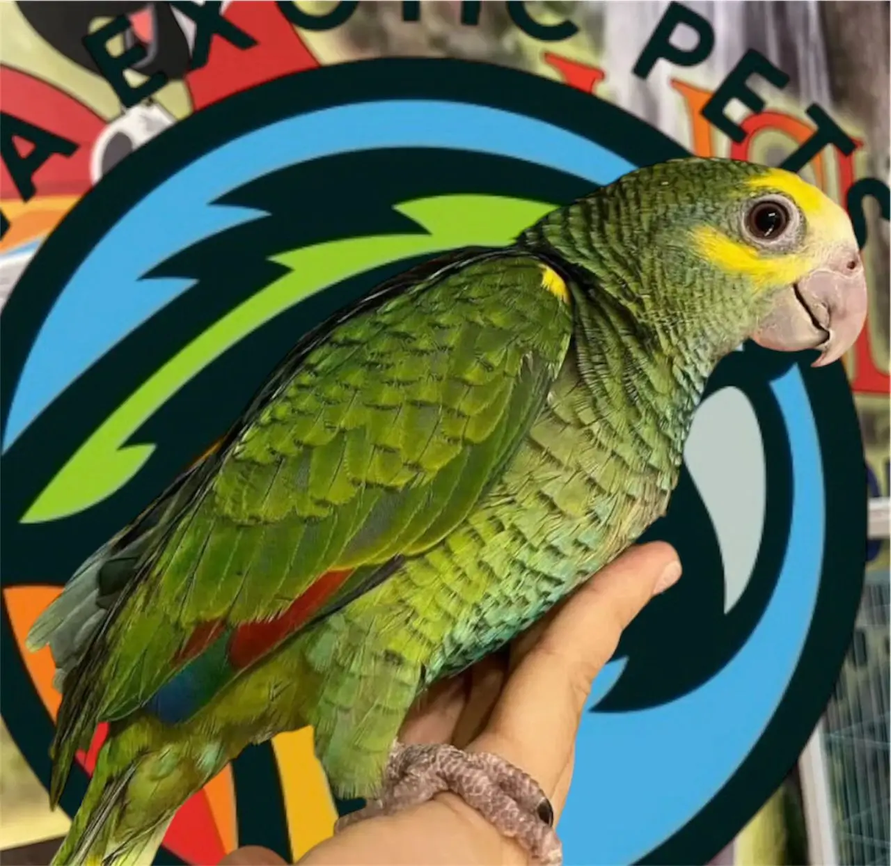 Buy Yellow Head Amazon parrot