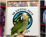 Buy Yellow Head Amazon parrot