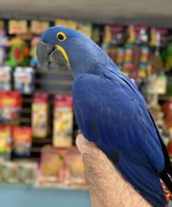 Hyacinth Macaw