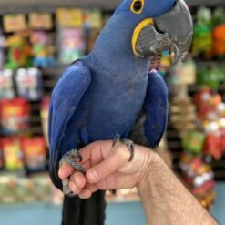 Hyacinth Macaw