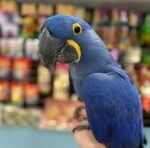 Hyacinth Macaw