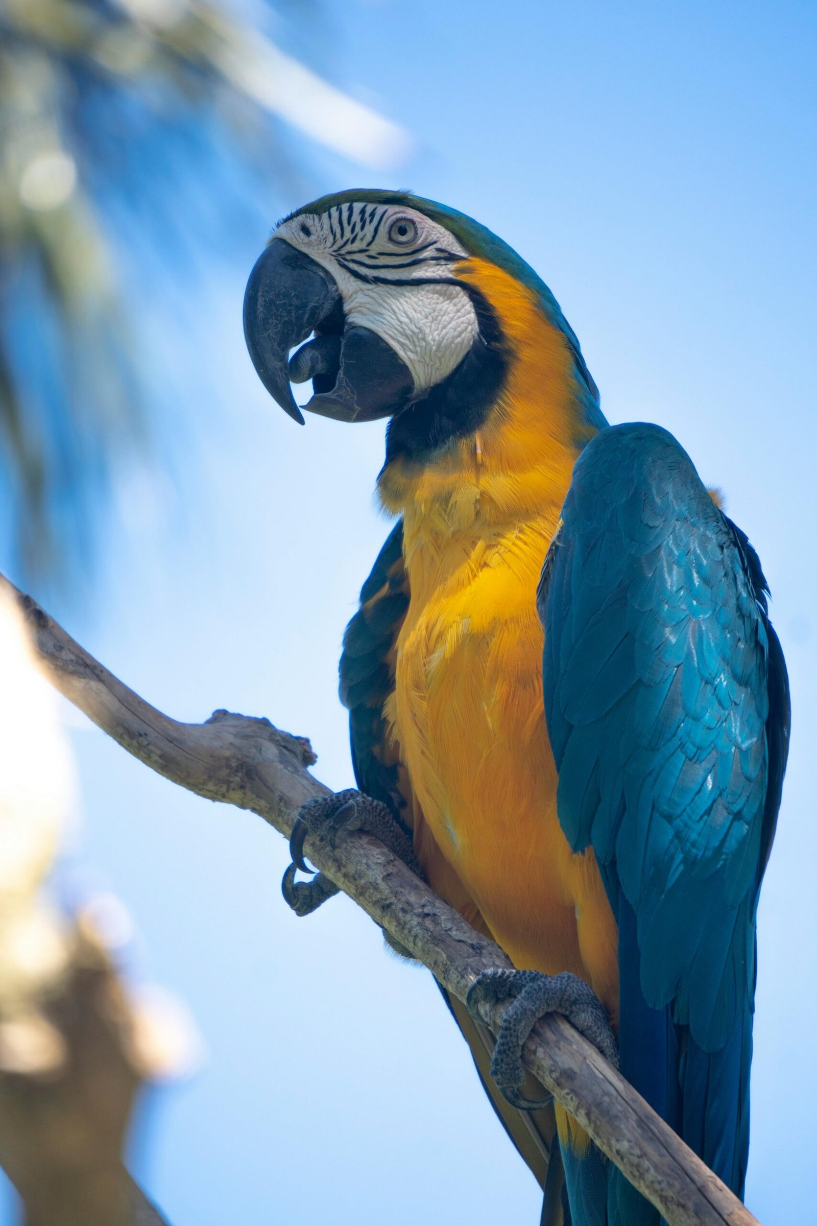 Macaw for sale