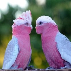 Rose Breasted Cockatoo Birds for Sale