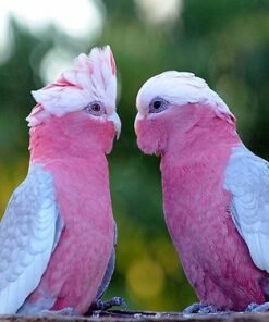 A PAIR OF GALLA COCKERTOO