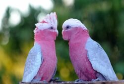 Rose Breasted Cockatoo Birds for Sale