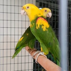 A PAIR OF YELLOW HEADED AMAZON