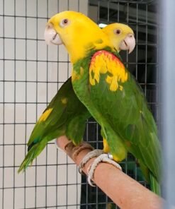 A PAIR OF YELLOW HEADED AMAZON