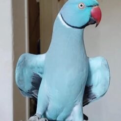 INDIAN RINGNECK