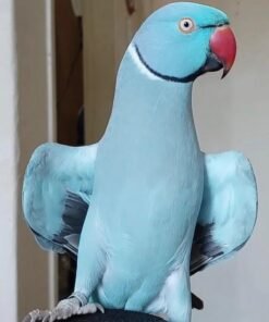 INDIAN RINGNECK