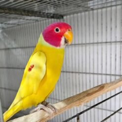 INDIAN RINGNECK