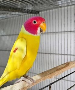 INDIAN RINGNECK