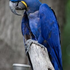 Hyacinth Macaw for sale