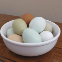 FERTILE PARROT EGGS