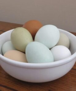 FERTILE PARROT EGGS