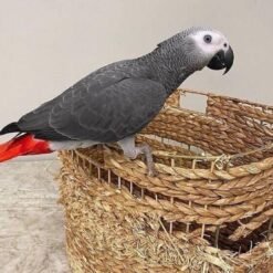 RED TAIL AFRICAN GREY