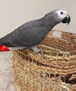 RED TAIL AFRICAN GREY